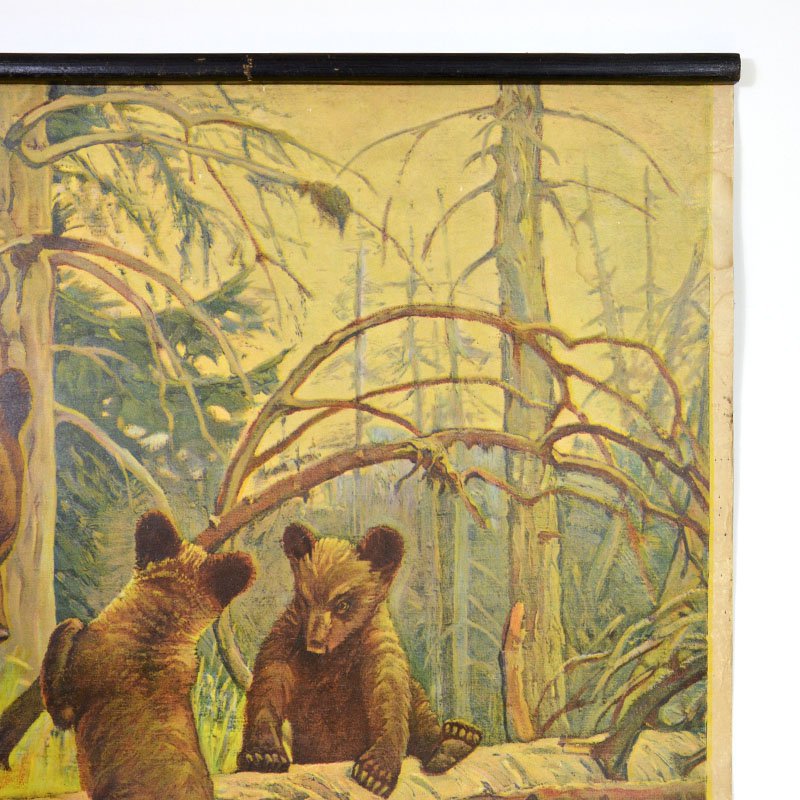 Plakát medvědi